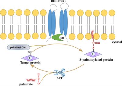 Protein Palmitoylation Modification During Viral Infection and Detection Methods of Palmitoylated Proteins